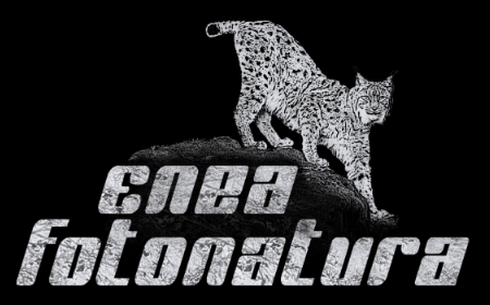 enea-fotonatura-logo-black