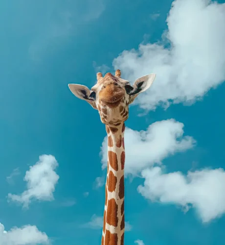 giraffa-3