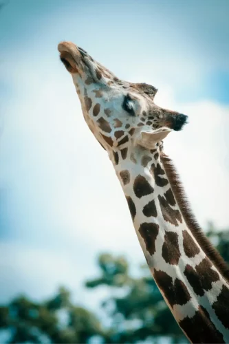 giraffa-4
